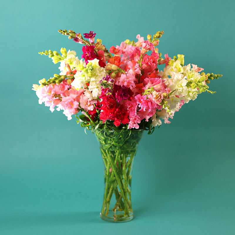 Snapdragon Madame Butterfly Mix F1 Seed