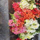 Snapdragon Madame Butterfly Mix F1 Seed