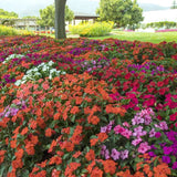 Impatiens Imara XDR Proformula Mix F1 Seed