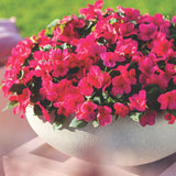 Impatiens Imara XDR Rose F1 Seed