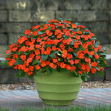 Impatiens Beacon Orange Imp Seed