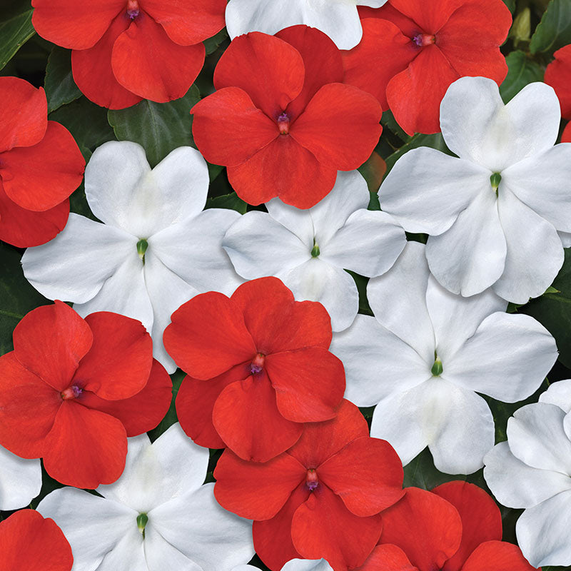 Impatiens Beacon Cape Pine Mix Seed