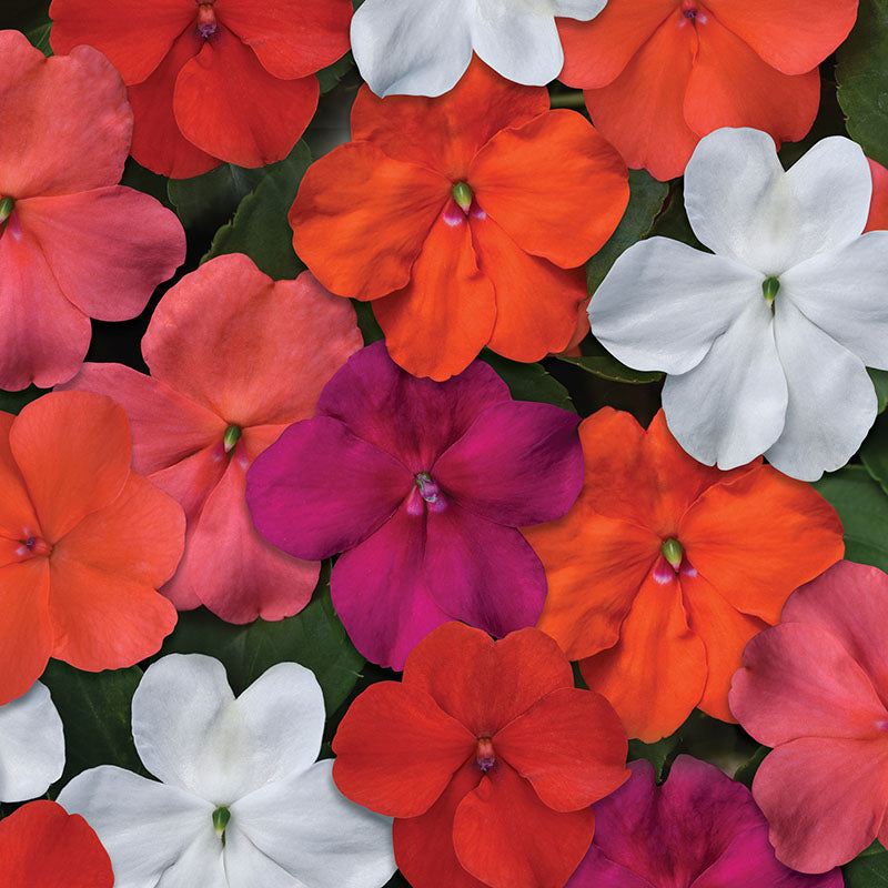 Impatiens Beacon Formula Mix F1 Seed
