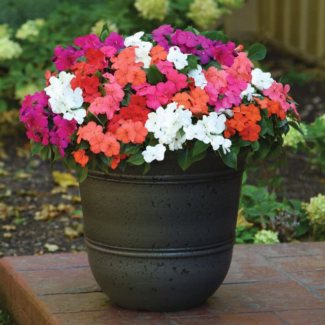 Impatiens Beacon Formula Mix F1 Seed