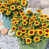 Zinnia Profusion Red Yellow Bicolor Seed
