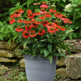 Echinacea Artisan Red Ombre F1 Seed