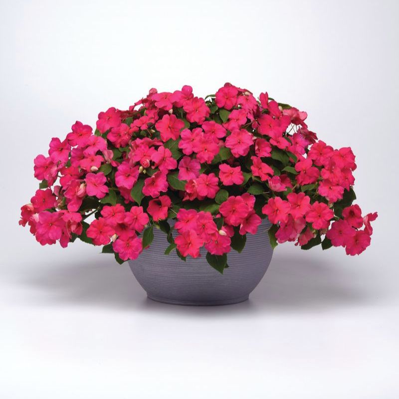 Impatiens Beacon Rose Seed