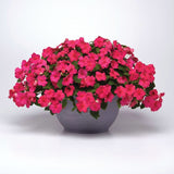 Impatiens Beacon Rose Seed