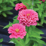 Zinnia Preciosa Pink F1 Seed