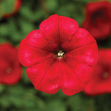 Petunia FotoFinish Red F1 Seed