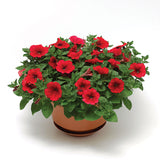 Petunia FotoFinish Red F1 Seed