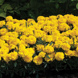 Marigold Happy Mix Seed