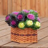 Ornamental Kale Cut Flower Collection Seed