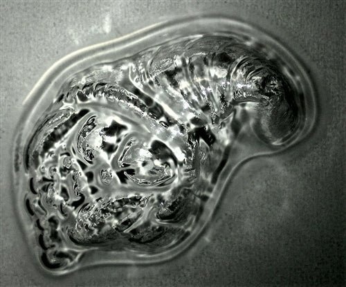 কামড়ের আকারের কর্নুকোপিয়া চকোলেট ছাঁচ