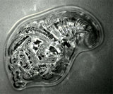 কামড়ের আকারের কর্নুকোপিয়া চকোলেট ছাঁচ