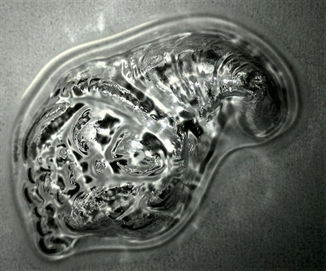 কামড়ের আকারের কর্নুকোপিয়া চকোলেট ছাঁচ