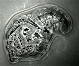 Bite Size Cornucopia Chocolate Mold