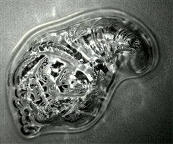 Bite Size Cornucopia Chocolate Mold