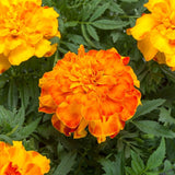 Marigold Endurance Sunset Gold F1 Seed