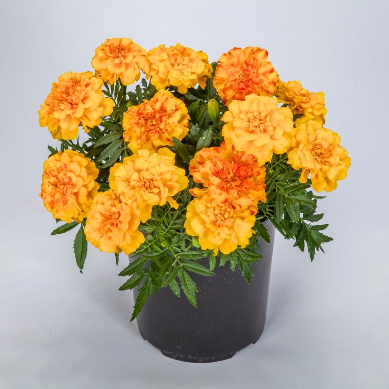 Marigold Endurance Sunset Gold F1 Seed