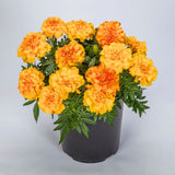 Marigold Endurance Sunset Gold F1 Seed