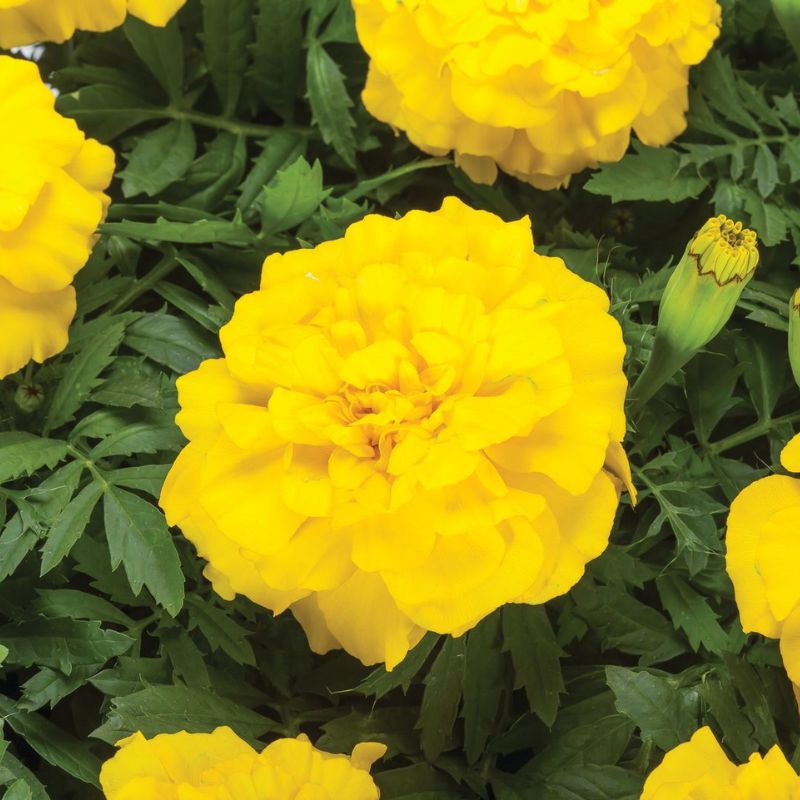 Marigold Endurance Yellow F1 Seed