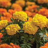Marigold Endurance Yellow F1 Seed