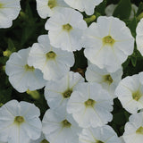 Petunia Shock Wave White F1 Seed