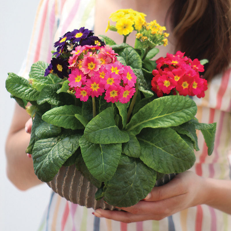 Primula Light House Mix F1 Seed
