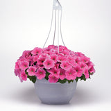 Petunia E3 Easy Wave Pink Cosmo F1 Seed