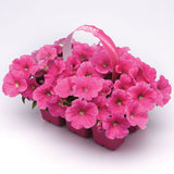 Petunia E3 Easy Wave Pink Cosmo F1 Seed