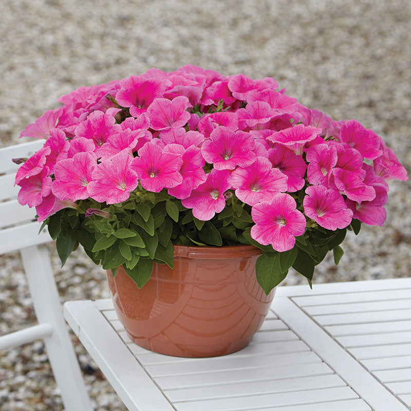 Petunia E3 Easy Wave Pink Cosmo F1 Seed