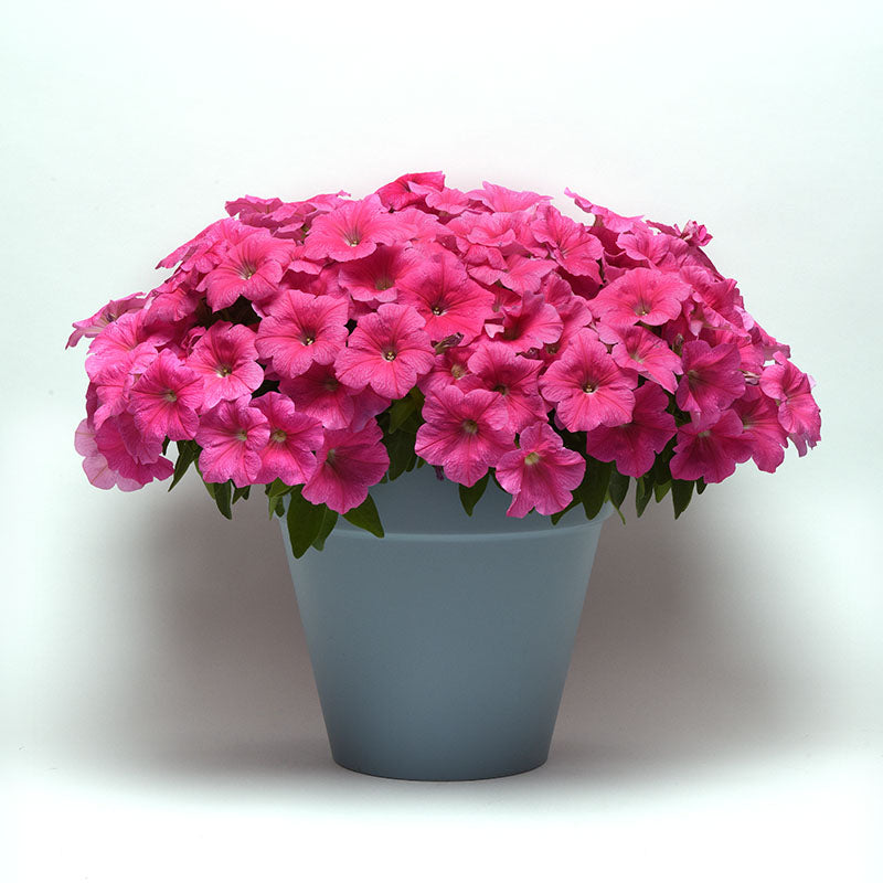 Petunia E3 Easy Wave Pink Cosmo F1 Seed