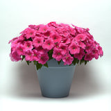 Petunia E3 Easy Wave Pink Cosmo F1 Seed