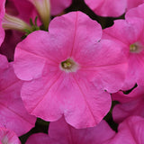 Petunia E3 Easy Wave Pink F1 Seed