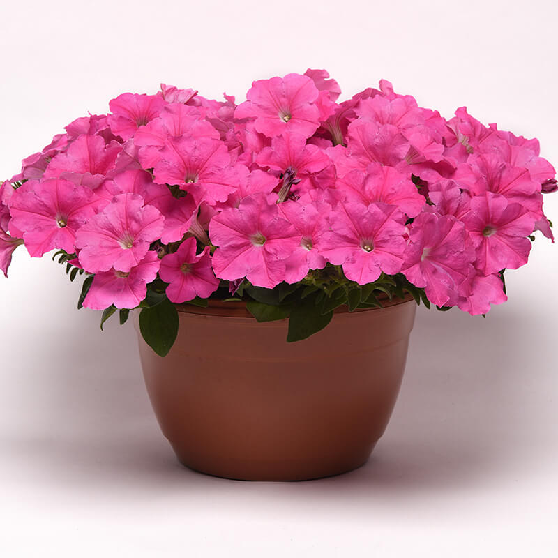 Petunia E3 Easy Wave Pink F1 Seed