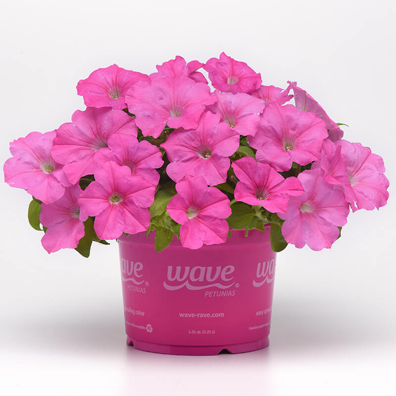 Petunia E3 Easy Wave Pink F1 Seed