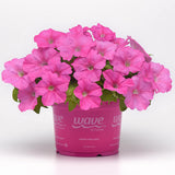 Petunia E3 Easy Wave Pink F1 Seed