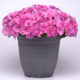 Petunia E3 Easy Wave Pink F1 Seed