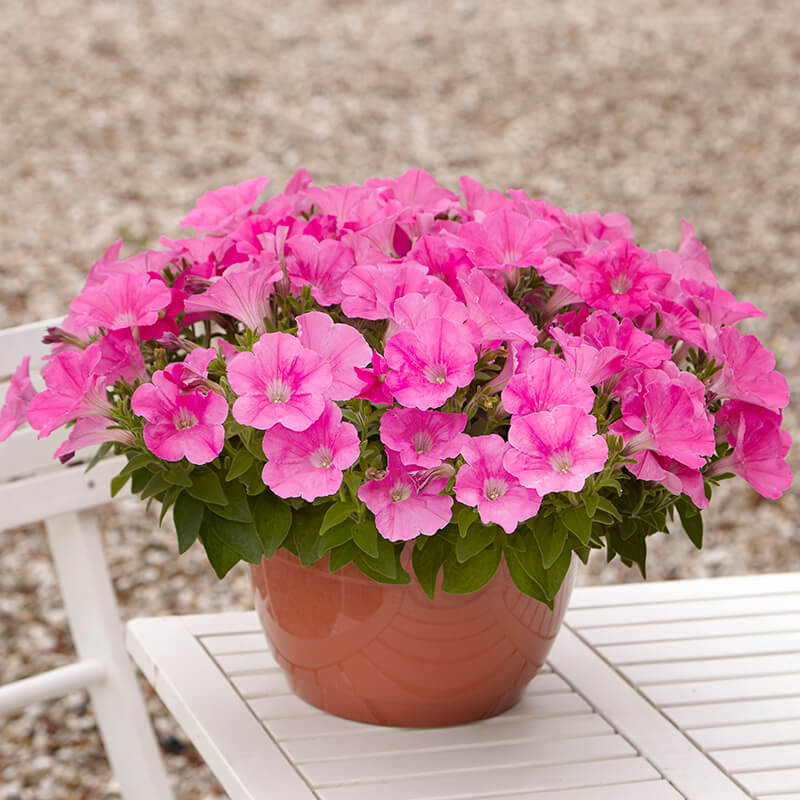 Petunia E3 Easy Wave Pink F1 Seed