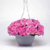 Petunia E3 Easy Wave Pink F1 Seed