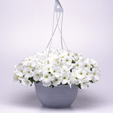 Petunia E3 Easy Wave White F1 Seed