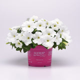 Petunia E3 Easy Wave White F1 Seed