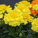 Marigold Super Hero Deep Yellow Seed