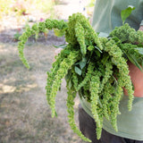 Amaranthus Green Thumb Seed