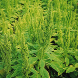 Amaranthus Green Thumb Seed