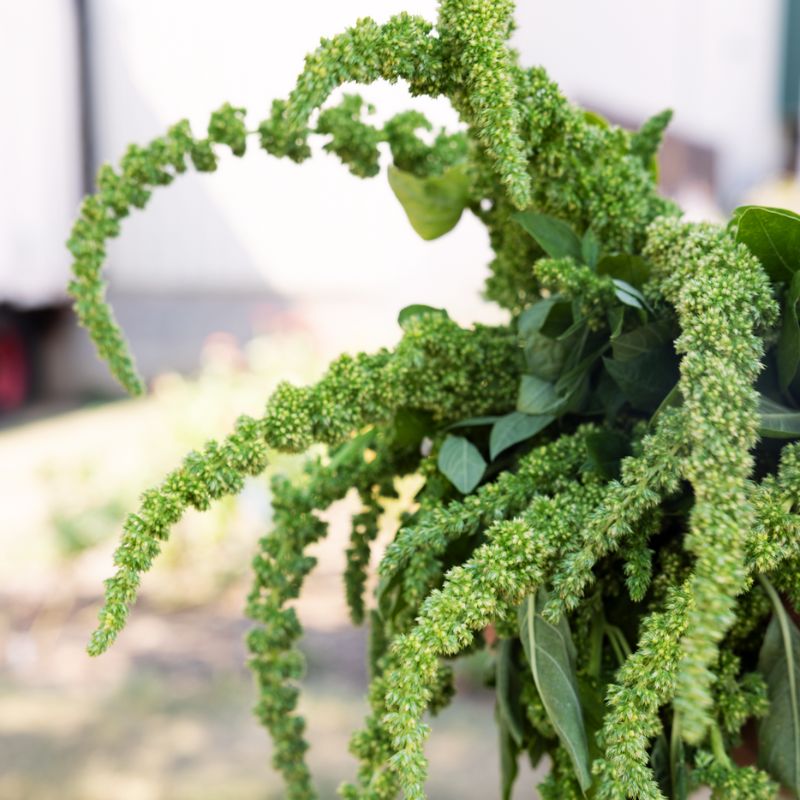Amaranthus Green Thumb Seed