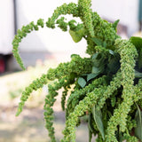 Amaranthus Green Thumb Seed