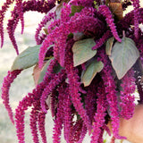 Amaranthus Oeschberg Seed