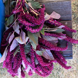 Amaranthus Oeschberg Seed
